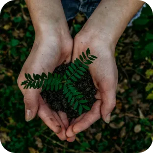 Mãos seguram muda de planta.